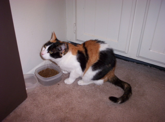 Banshee eating