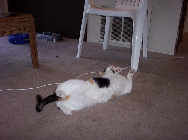Banshee stretching