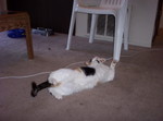 Banshee stretching