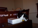 Wash tracking Nokie.