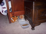 Prosper sneaking up on his waterbowl.