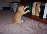Prosper enjoying the kitten toys.