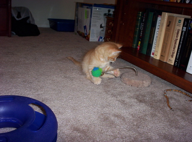 We can't get enough of our playful little kittens.  Is that a little too obvious?