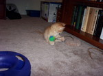 We can't get enough of our playful little kittens.  Is that a little too obvious?