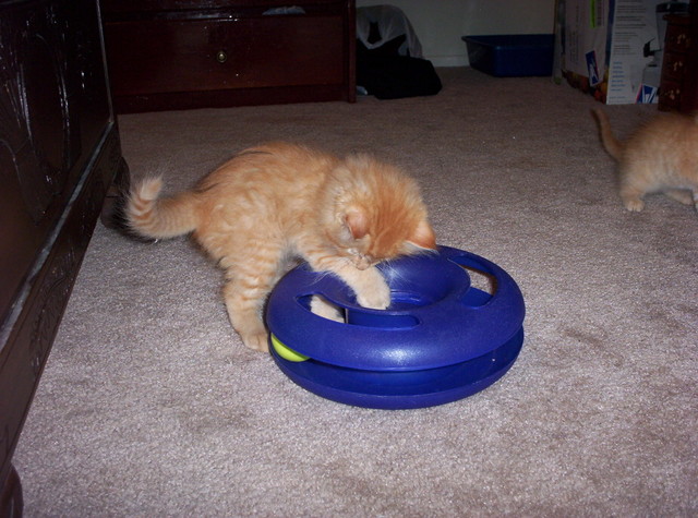 Now with the other toy.