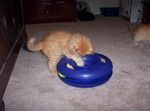 Now with the other toy.