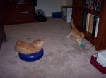 Both kittens at once.