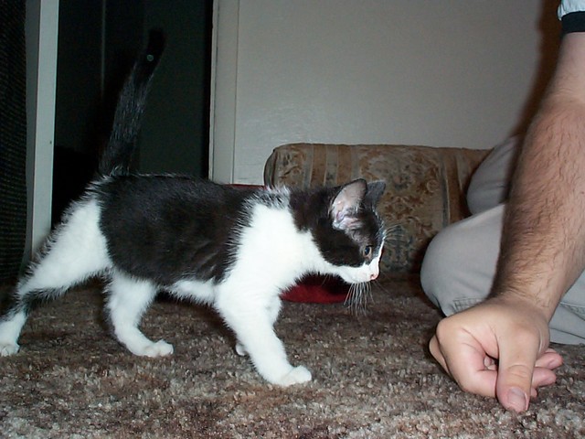 Nokie exploring on her first day