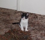 Nokie posing