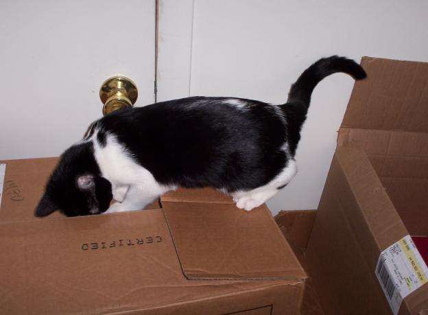 nokie exploring a box